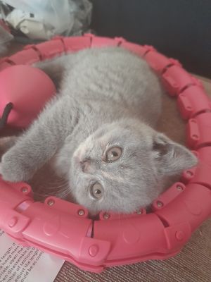 British Short Haired Kittens For Sale Ukpets