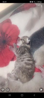 Bengal X British Shorthair Kittens For Sale Ukpets