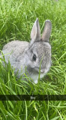 Baby Netherland Dwarf Rabbits Ukpets