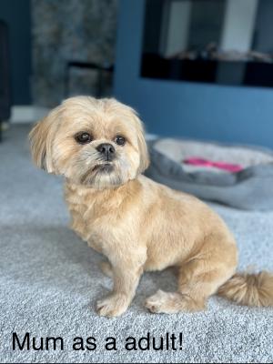 Beautiful Karashishi Imperial Shih Tzus For Sale Ukpets