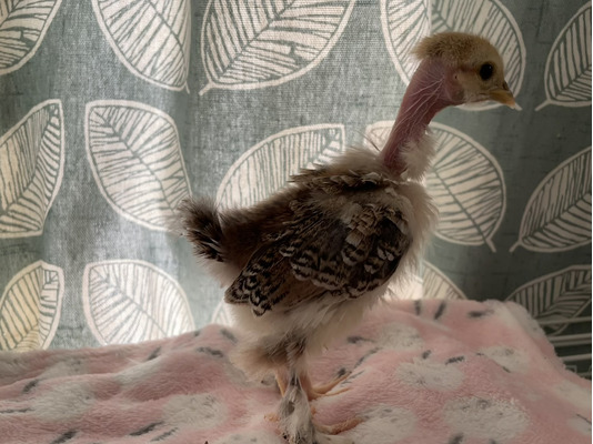 Beautiful Pekin Wyandotte And Naked Neck Frizzle Bantam Chicks