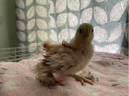 Beautiful Pekin Wyandotte And Naked Neck Frizzle Bantam Chicks