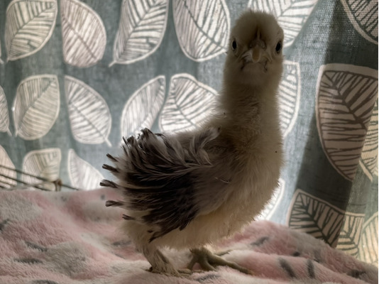 Beautiful Pekin Wyandotte And Naked Neck Frizzle Bantam Chicks