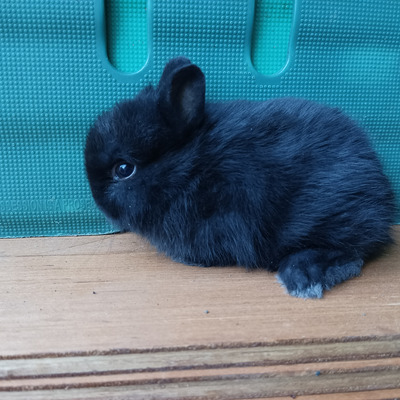 Netherland Dwarf Baby Rabbits For Sale Ukpets