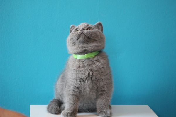 Champion Bloodline British Shorthair Kittens For Sale Ukpets