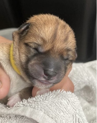 Stunning Example Japanese Shiba Inu Puppies For Sale UKPets