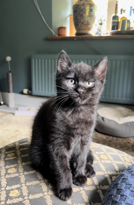 Maine Coon X British Shorthair Kittens For Sale Ukpets