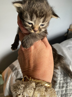 Bengal X British Short Haired Kittens For Sale UKPets