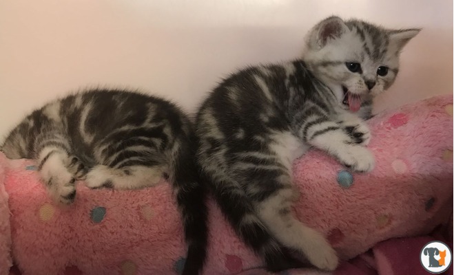 silver tabby kittens for sale