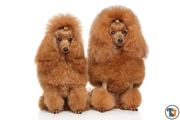 Fox red best sale toy poodle