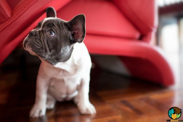 French Bulldog Wanted in Great Britain