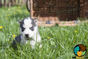 Wanted Husky Puppy
