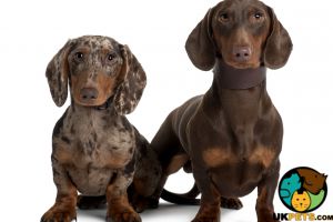 Dachshund Wanted in Great Britain