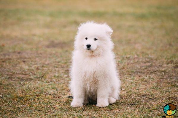 Samoyed Wanted in Great Britain