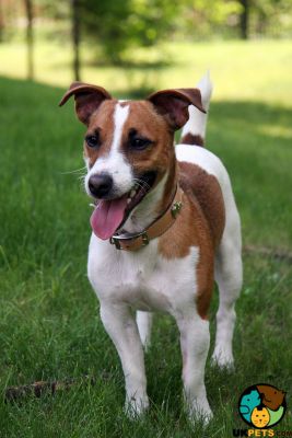Cute Jack Russell Wanted