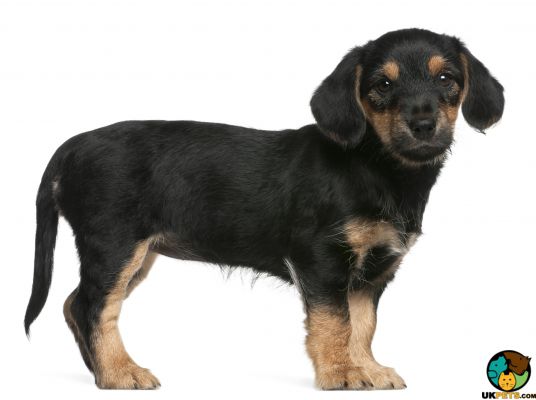 Mixed Breed Dogs Breed