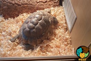 Tortoise Online Listings