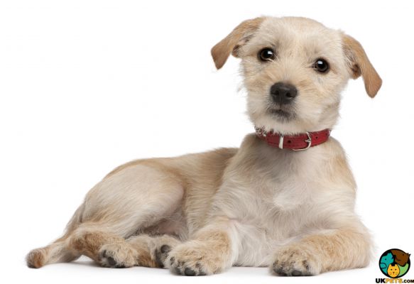Mixed Breed for Rehoming