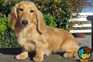 Miniature Dachshund Wanted in the UK