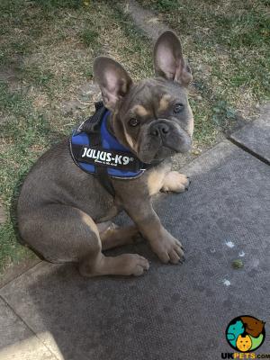 French Bulldog Wanted in the UK