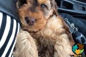 Wanted F1 cockapoo puppy