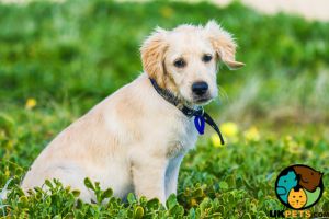 Wanted Labrador / Retriever / Cross puppy for adoption