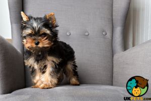 Wanted-Yorkshire terrier for adoption