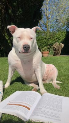 Staffordshire Bull Terrier Wanted in the UK