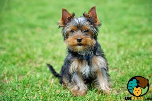 Female Yorkshire Terrier puppy wanted