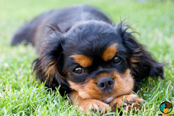 Available Cavalier King Charles Spaniels