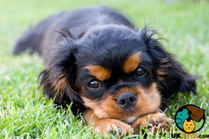 Available Cavalier King Charles Spaniels