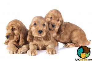 Cocker spaniel puppy wanted