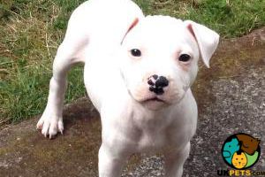 I'm looking to buy Staffordshire Bull Terrier puppy