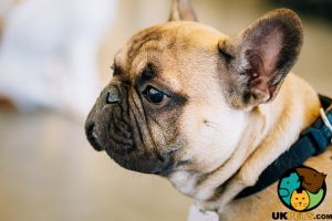 Wanted - Blue french bulldog