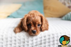 WANTED: Cavalier King Charles Spaniel Puppy (Bitch)