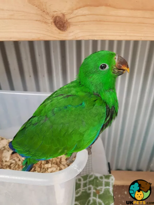 rehoming parrots uk