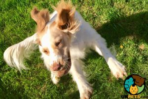 English Springer Spaniel Puppy wanted
