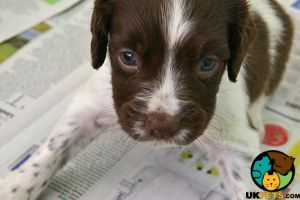 springer female puppy wanted