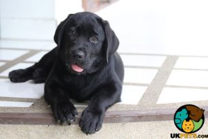 labrador puppy wanted £800