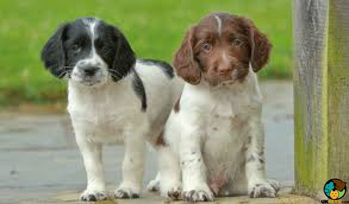 English Springer Spaniel Wanted in Lodon
