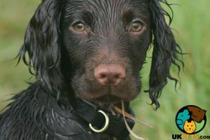 Wanted springer spaniel or working cocker spaniel