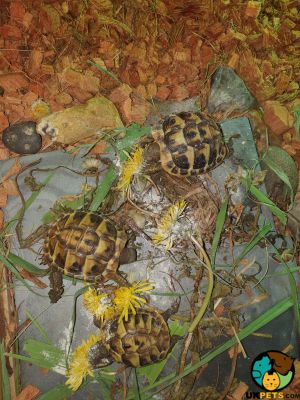Tortoise For Sale in Lodon