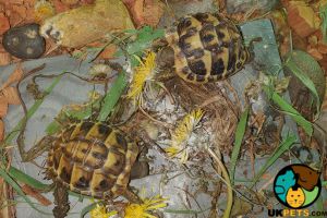 3 hermann tortoises