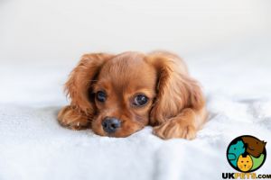 Cavalier Puppy wanted