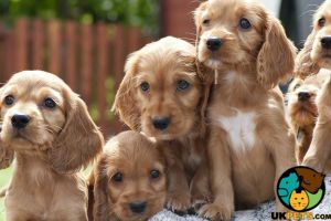 Cocker Spaniel puppy Wanted
