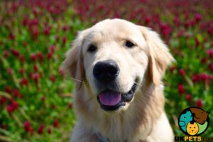 Golden Retriever Wanted in the UK