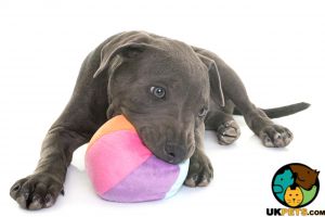 Looking for a blue boy staffie puppy