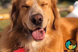Golden Retriever Wanted in the UK