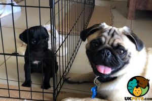 Playful Pug Puppies Available for sale