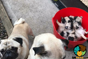 Pug puppies for sale - ALL RESERVED